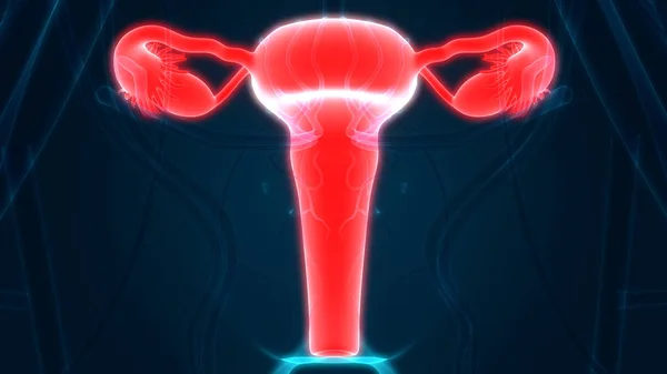 Anatomía Del Sistema Reproductivo Femenino Ilustración — Foto de Stock