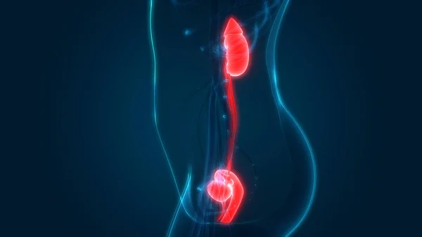 Female Reproductive system with Urinary System Anatomy. 3D - Illustration