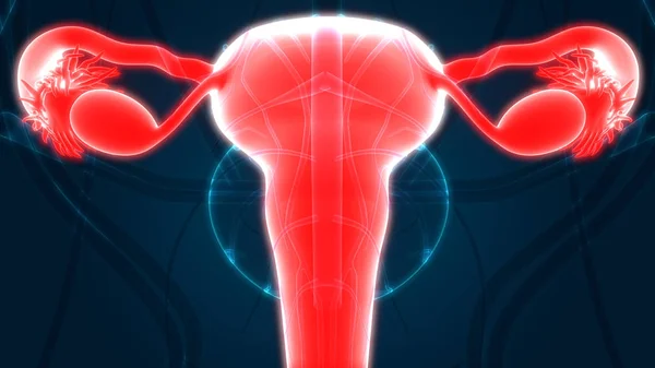 Anatomia Sistema Reprodutor Feminino Ilustração — Fotografia de Stock