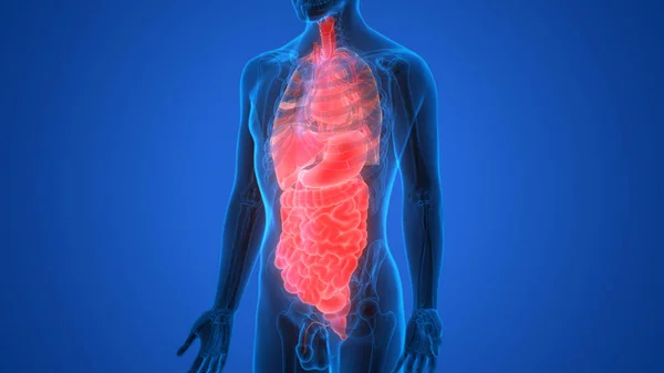 人体消化系统解剖 胃与小肠 — 图库照片