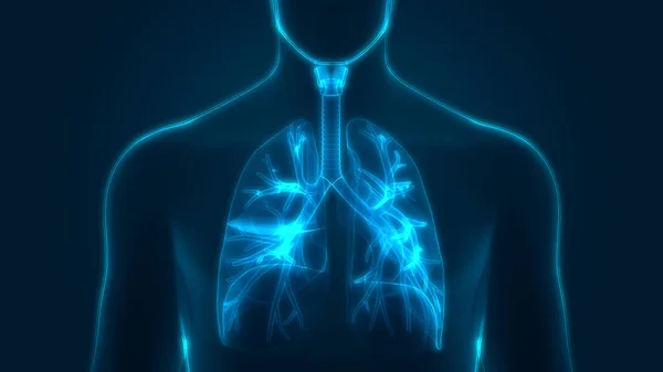 Anatomie Der Lungen Des Menschlichen Atemsystems lizenzfreie Stockfotos