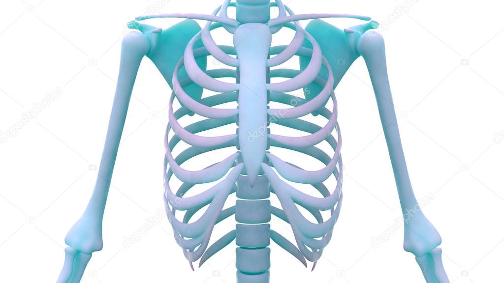 Human Skeleton Anatomy (Ribs). 3D - Illustration