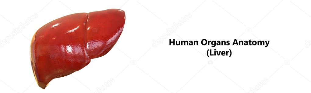 Human Internal Digestive Organ Liver Anatomy. 3D