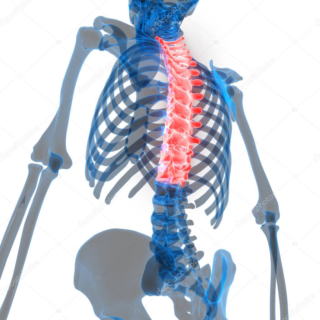 Human Skeleton System Vertebral Column Anatomy. 3D - Illustration