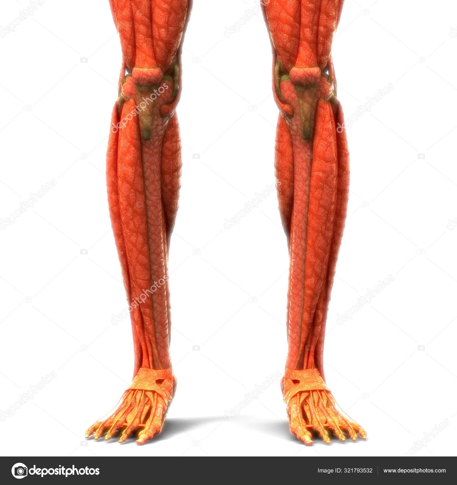 Human Body Muscles Anatomy Legs Illustration — Stock Photo © magicmine