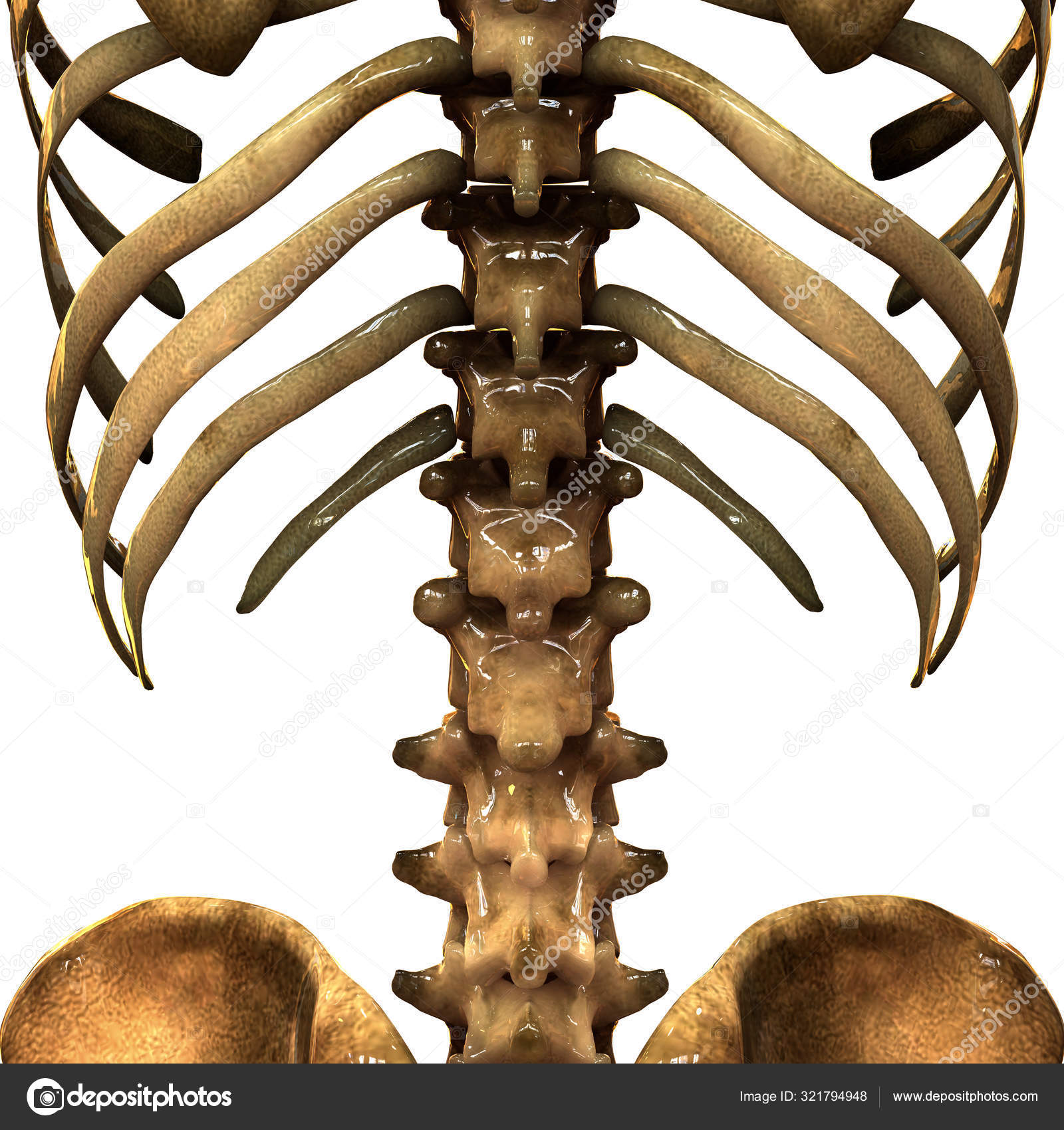 Human Skeleton System Rib Cage Anatomy Anterior View Illustration Stock Photo Image By C Magicmine 321794948