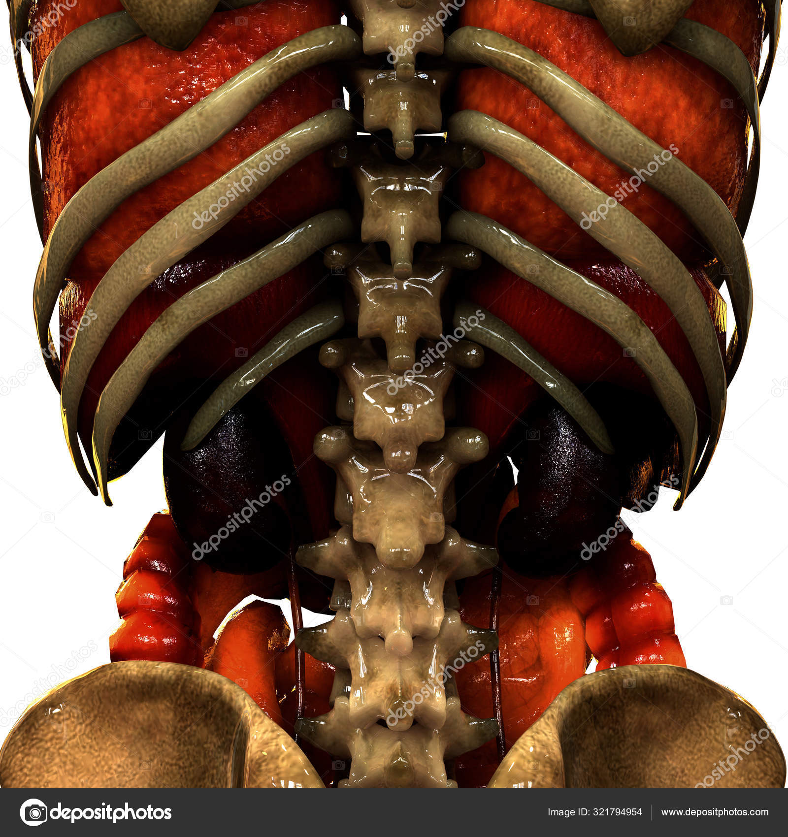 5 157 Rib Cage Stock Photos Images Download Rib Cage Pictures On Depositphotos