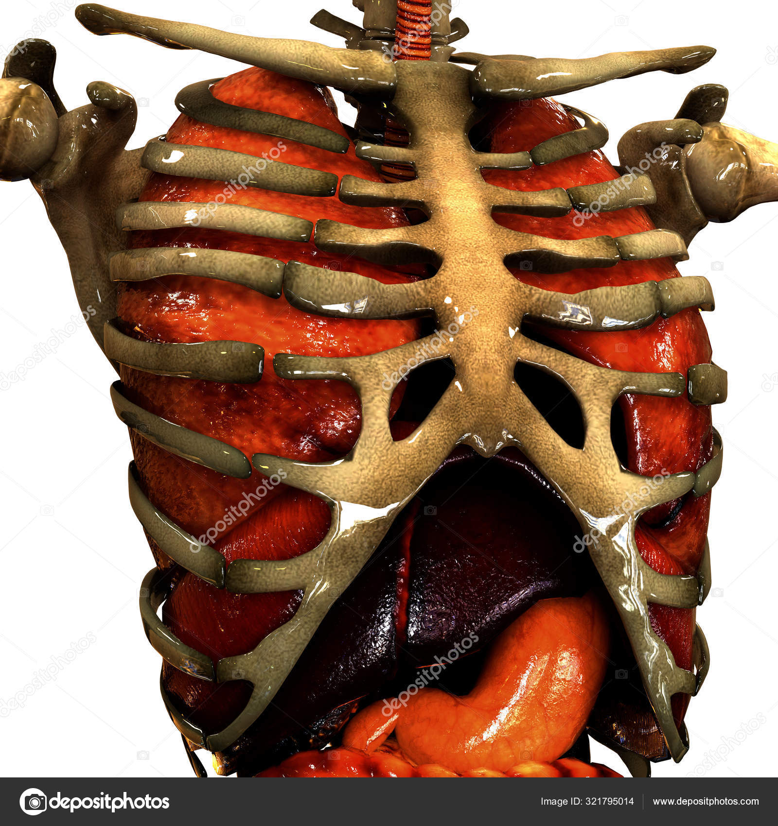 5 158 Rib Cage Stock Photos Images Download Rib Cage Pictures On Depositphotos