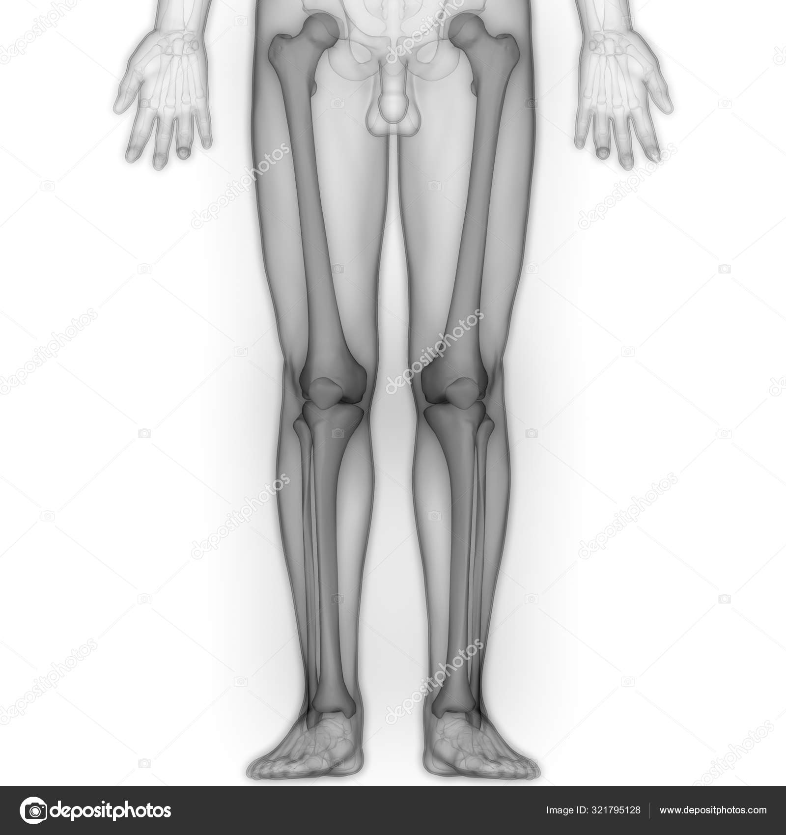 Human Body Bones Joint Pains Legs Joints Bones Posterior View Stock human-body-bones-joint-pains-legs-joints-bones-posterior-view-stock