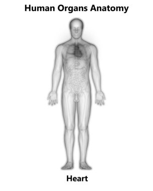 İnsan Kalbi Anatomisi. 3D - Görüntü