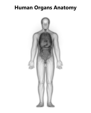 İnsan sindirim sistemi ince bağırsak anatomisi. 3d