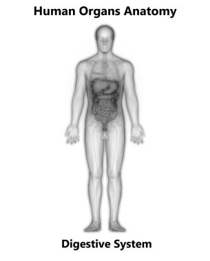 İnsan sindirim sistemi ince bağırsak anatomisi. 3d