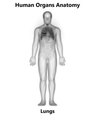 İnsan Solunum Sistemi Akciğerleri Anatomisi. Üç Boyut