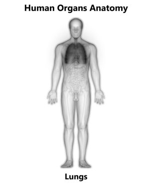 İnsan Solunum Sistemi Akciğerleri Anatomisi. Üç Boyut