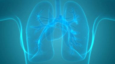 İnsan Solunum Sistemi Akciğerleri Anatomisi. Üç Boyut