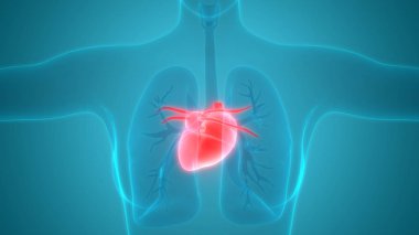 İnsan Kalbi Anatomisi. 3D - Görüntü