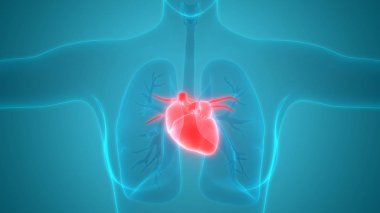 İnsan Kalbi Anatomisi. 3D - Görüntü