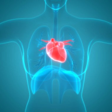 İnsan Kalbi Anatomisi. 3D - Görüntü