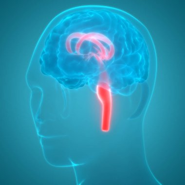 İnsan Sinir Sistemi Beyin Anatomisi Merkezi Organı. 3D - Görüntü
