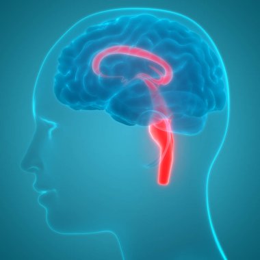 İnsan Sinir Sistemi Beyin Anatomisi Merkezi Organı. 3D - Görüntü