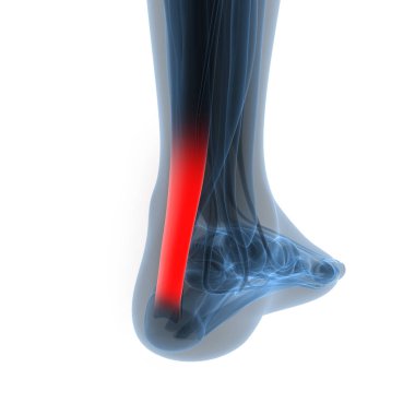 İnsan Vücut Kemiği Eklem Ağrısı (Bacak Eklemleri Anatomisi). 3D - Görüntü