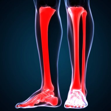 İnsan Vücut Kemikleri Eklem Ağrısı (kaval ve Fibula eklemleri). 3D - Görüntü