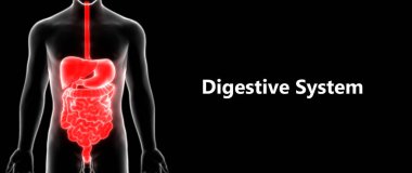 İnsan Sindirim Sistemi Geniş ve İnce Bağırsak Anatomisi. Üç Boyut