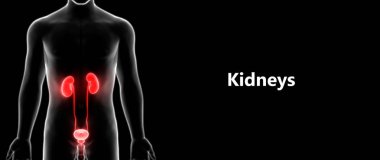 İdrar torbası anatomisi olan insan böbrekleri. 3D - Görüntü