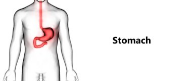 İnsan Sindirim Sistemi Mide Anatomisi Anterior View. 3d