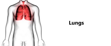 İnsan Solunum Sistemi Akciğerleri Anatomisi. Üç Boyut