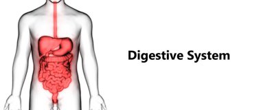 İnsan Sindirim Sistemi Geniş ve İnce Bağırsak Anatomisi. Üç Boyut