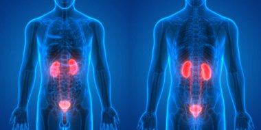 İdrar torbası anatomisi olan insan böbrekleri. 3D - Görüntü