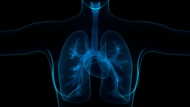 İnsan Solunum Sistemi Akciğerleri Anatomisi. Üç Boyut