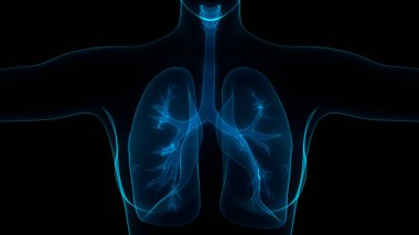 İnsan Solunum Sistemi Akciğerleri Anatomisi. Üç Boyut