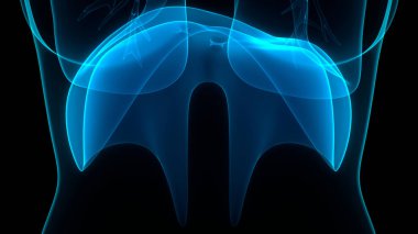 İnsan Vücut Organları (Diyafram Anatomisi). 3D - Görüntü
