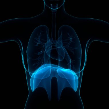 İnsan Vücut Organları (Diyafram Anatomisi). 3D - Görüntü