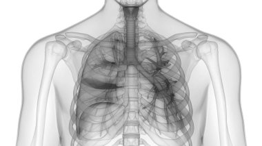 İnsan Solunum Sistemi Akciğerleri Anatomisi. Üç Boyut