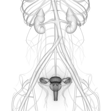 Kadın Üreme Sistemi Anatomisi. 3D - Görüntü