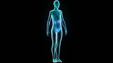 İdrar torbası anatomisi olan insan böbrekleri. 3D - Görüntü