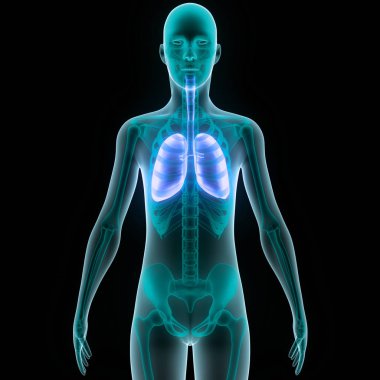 İnsan Solunum Sistemi Akciğerleri Anatomisi. Üç Boyut
