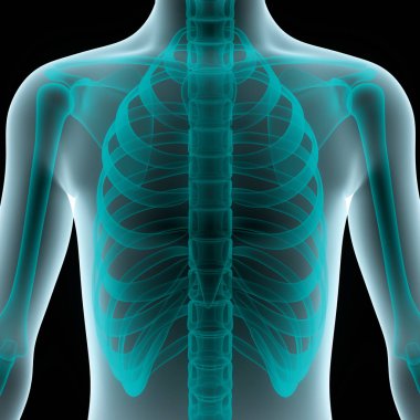 İnsan iskelet sistemi kaburga kafesi anatomisi. 3D - Görüntü
