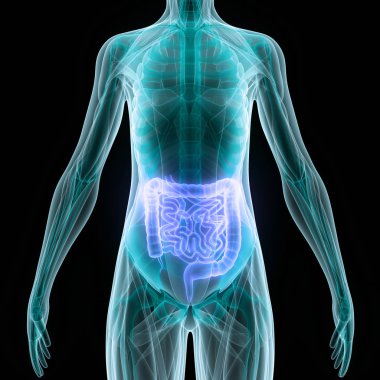 İnsan Sindirim Sistemi Geniş ve İnce Bağırsak Anatomisi. Üç Boyut