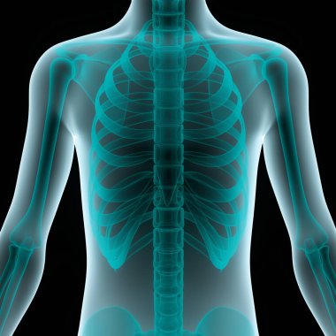 İnsan iskelet sistemi kaburga kafesi anatomisi. 3D - Görüntü
