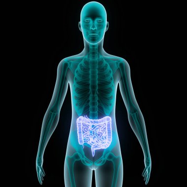 İnsan Sindirim Sistemi İnce Bağırsak Anatomisi. Üç Boyut