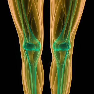 İnsan Vücut Kemikleri Eklem Ağrısı Anatomisi (Bacak ve Ayak Eklemleri) 3D - Görüntü