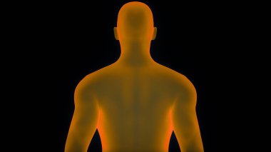 İnsan Erkek Kas Vücut - Görüntü