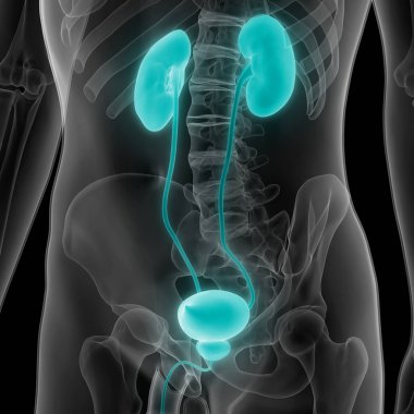 İnsan İdrar Sistemi Böbrekleri Anatomisi. Üç Boyut