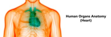 İnsan Kalbi Anatomisi. 3D - Görüntü