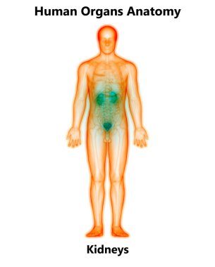 İdrar torbası anatomisi olan insan böbrekleri. 3D - Görüntü