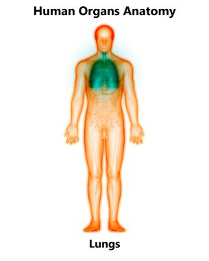 İnsan Solunum Sistemi Akciğerleri Anatomisi. Üç Boyut